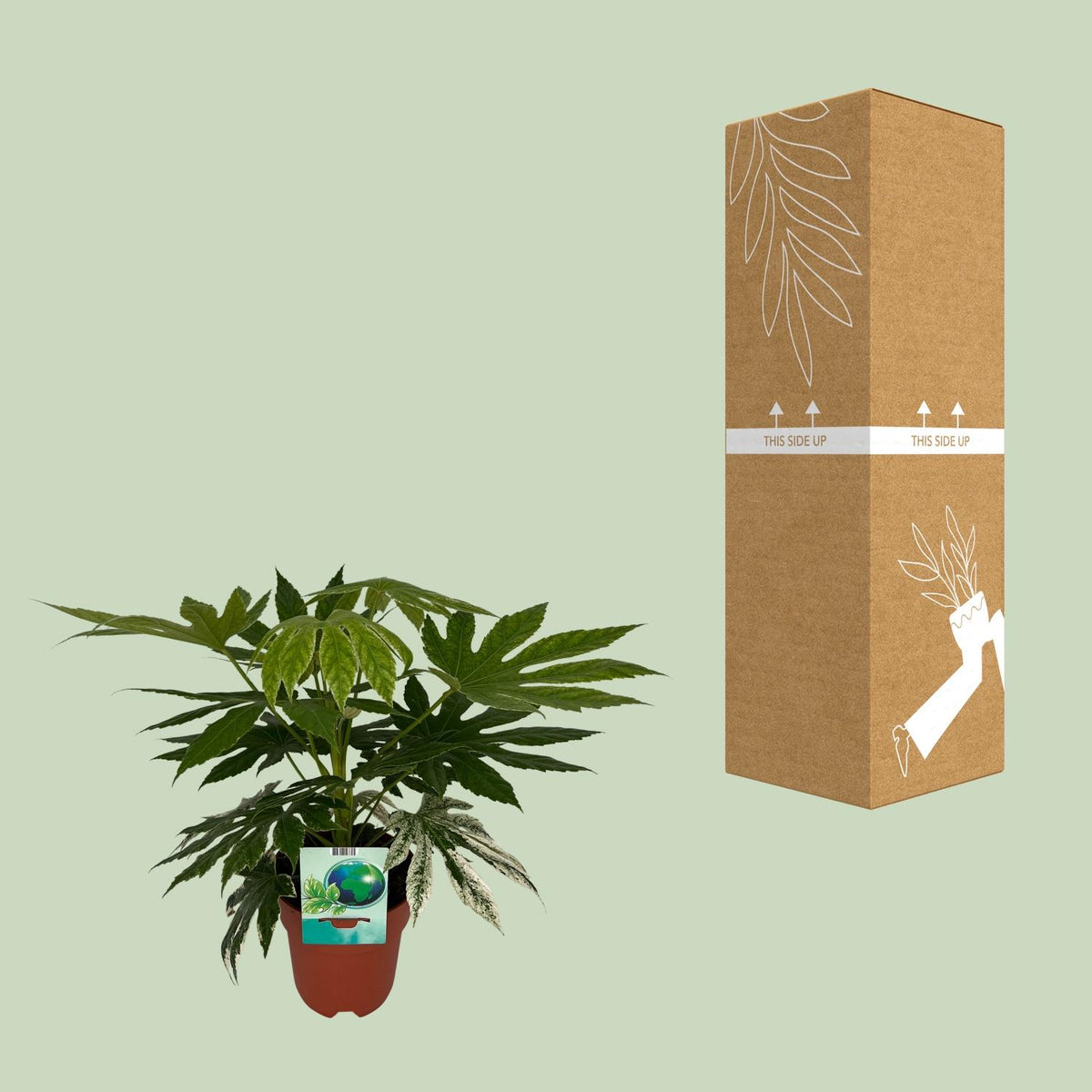 Fatsia Japonica Variegata (vingerplant) – Ø19 cm, 60 cm hoog