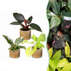 3× Philodendron tricolore bébé incl. Linnea Honey – Ø6 cm, 10–15 cm de haut