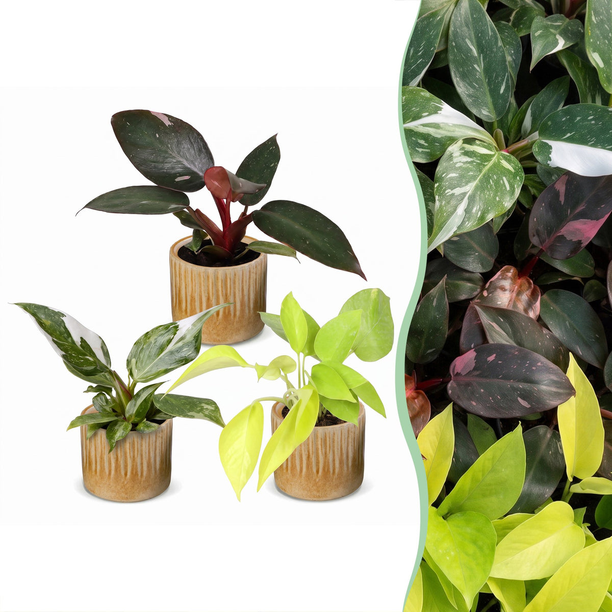 3× Philodendron tricolore bébé incl. Linnea Honey – Ø6 cm, 10–15 cm de haut