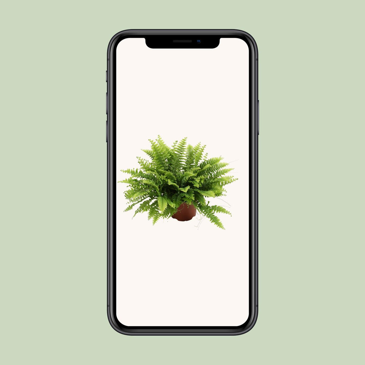Nephrolepis Boston Green Moment (Schwertfarn) – Ø 12 cm, 20 cm hoch – Bild 9