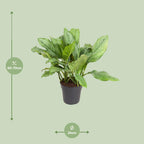 Aglaonema B.J, Freedman – Ø24 cm, 70 cm hoog