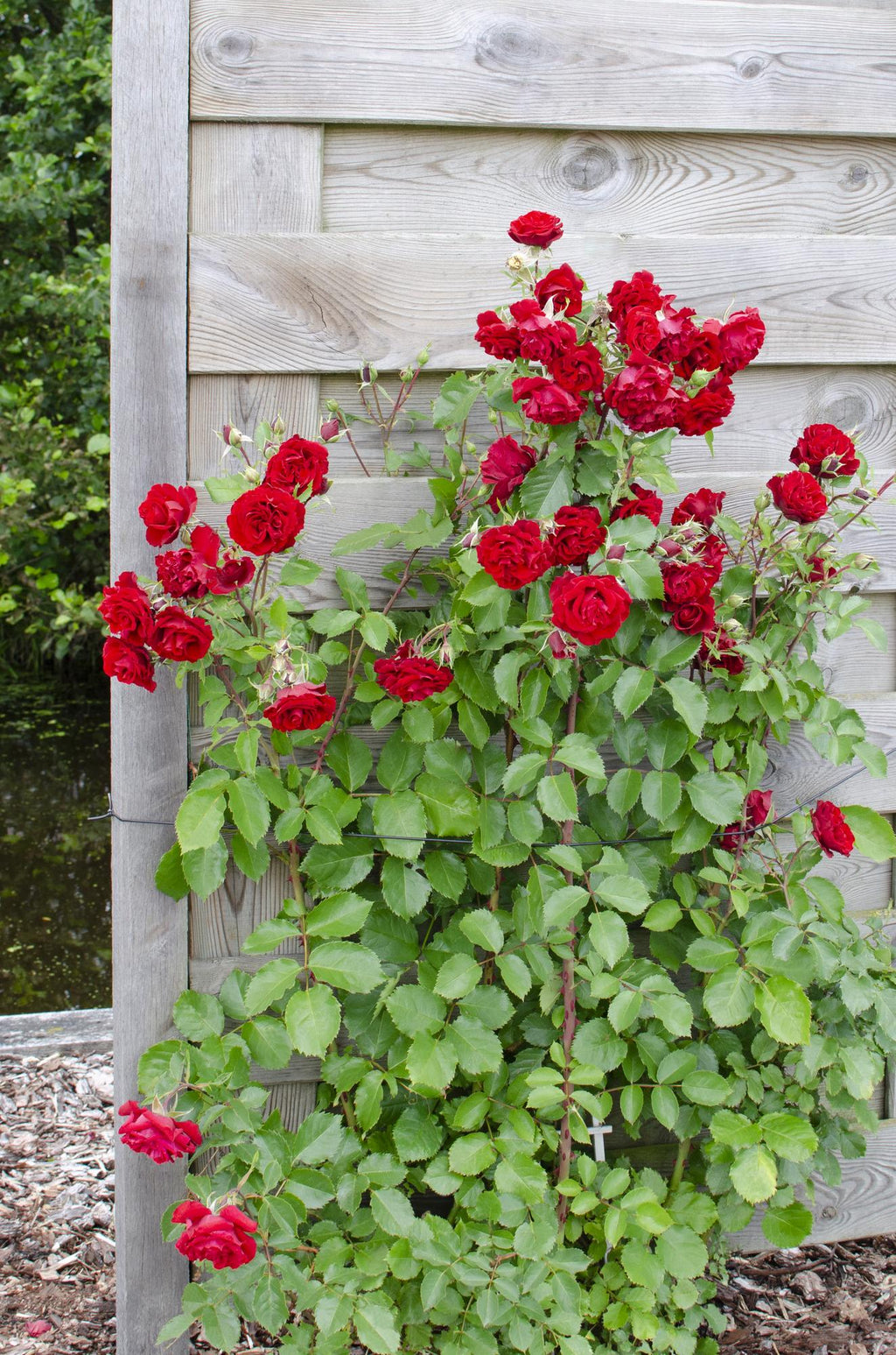 Rosa 'Crazy' (rose) – 3 plants, Ø15 cm, 65 cm high – art. 7686 – photo 2