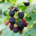 Rubus fruticosus 'Triple Crown' (zwarte braam) – 2 planten, Ø11 cm, 40 cm hoog
