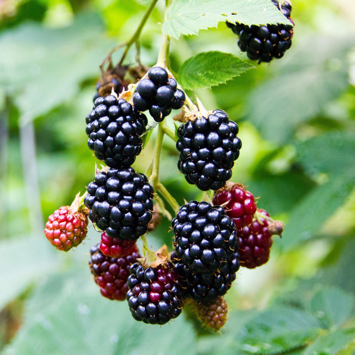 Rubus fruticosus 'Triple Crown' (zwarte braam) – 2 planten, Ø11 cm, 40 cm hoog – foto 4