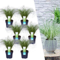 Carex comans 'Frosted Curls' (soft rush) – 6 plants, Ø14 cm, 25 cm high