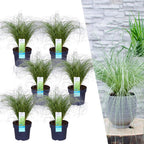 Carex comans 'Frosted Curls' (soft rush) – 6 plants, Ø14 cm, 25 cm high