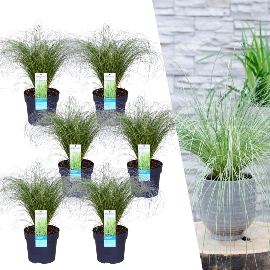 Carex comans 'Frosted Curls' (Segge) – 6 Pflanzen, Ø14 cm, 25 cm hoch