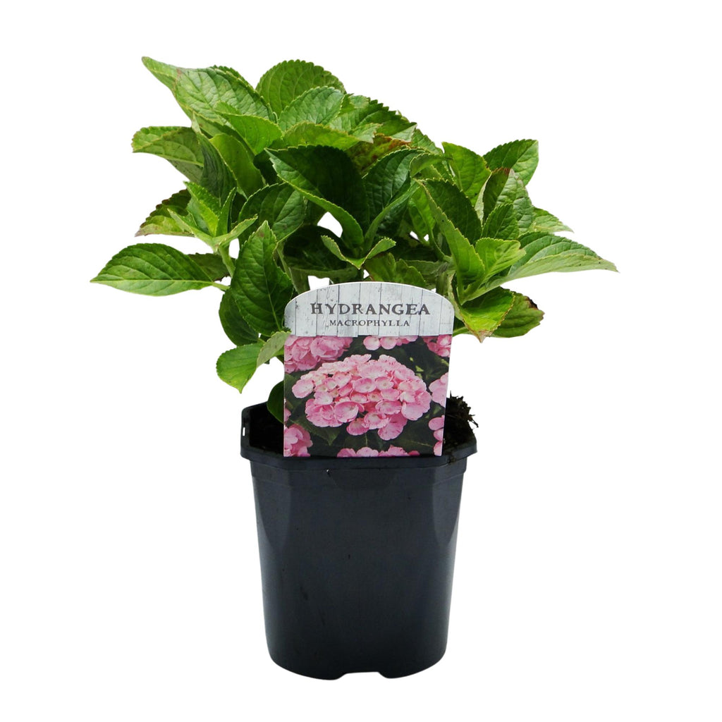 Hydrangea macrophylla 'Pink' (Hortensie) – rosa – Ø 17 cm, 30 cm hoch – Bild 4