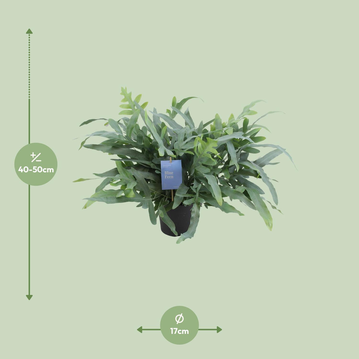 Phlebodium aureum Blue Star (blauwvaren) – Ø17 cm, 50 cm hoog