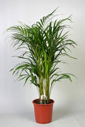 Areca (Dypsis) – Ø21 cm, 100 cm hoog