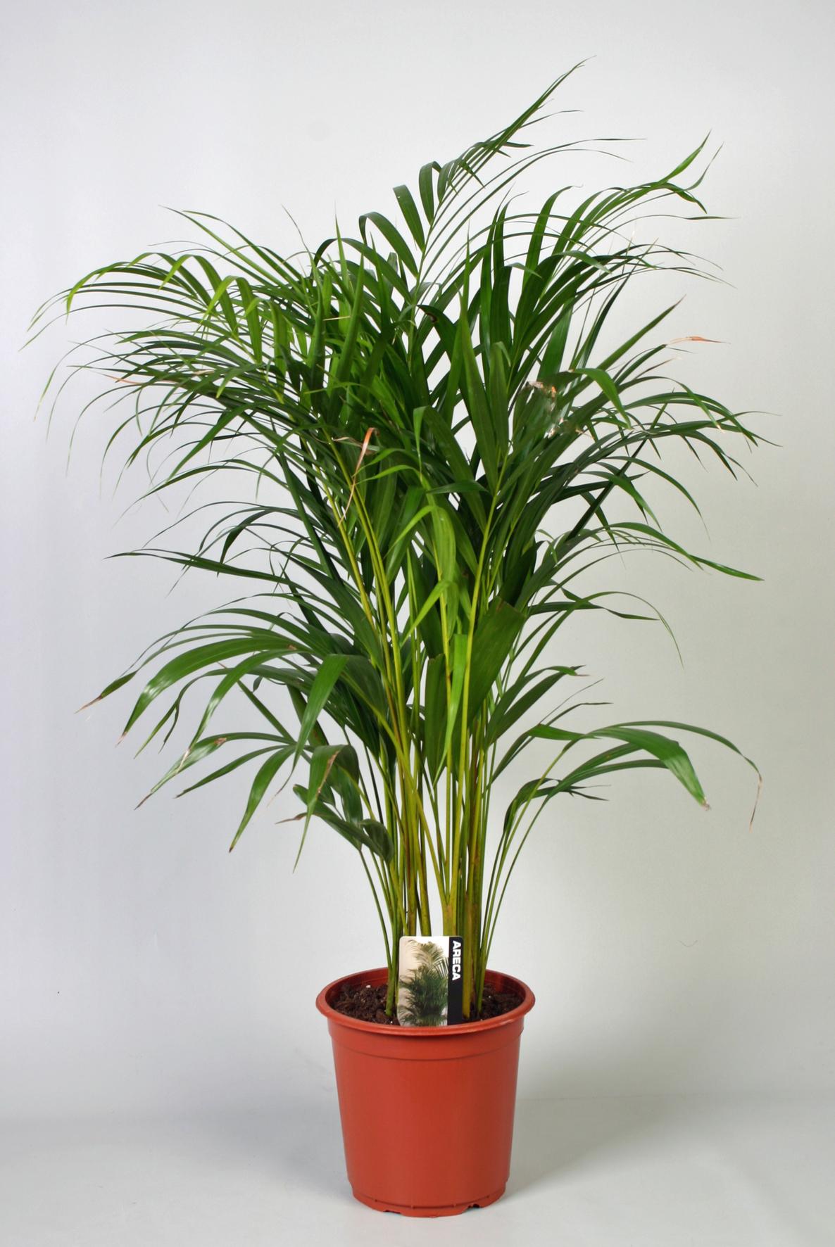 Areca (Dypsis) – Ø21 cm, 100 cm hoog