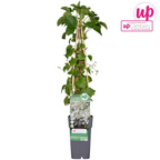 Hydrangea petiolaris (climbing hydrangea) – Ø15 cm, 65 cm high