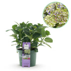 Hydrangea 'Magical Jewel Blue' (Hortensie) – blau – Ø 23 cm, 55 cm hoch