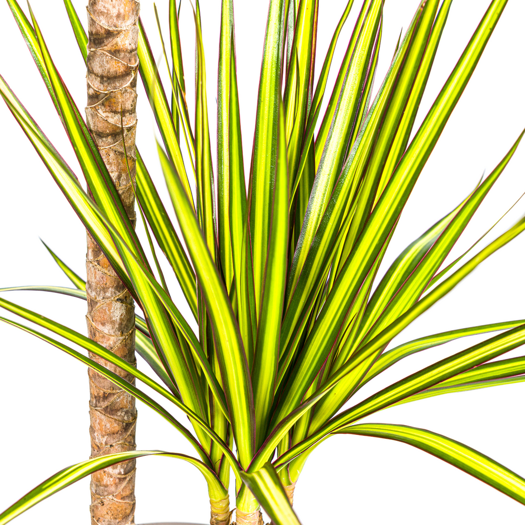Dracaena marginata Sunray (dragetræ) – Ø19 cm, 80–100 cm høj