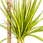 Dracaena marginata Sunray (dragetræ) – Ø19 cm, 80–100 cm høj