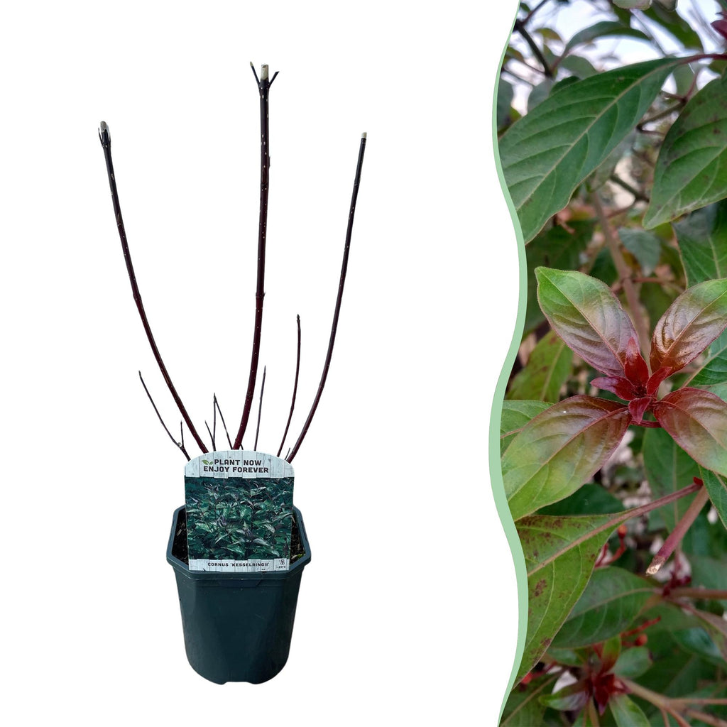 Cornus alba 'Kesselringii' (purple branches) – Ø17 cm, 45 cm high