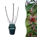 Cornus alba 'Kesselringii' (purple branches) – Ø17 cm, 45 cm high