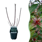Cornus alba 'Kesselringii' (purple branches) – Ø17 cm, 45 cm high