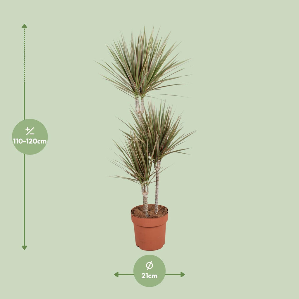 Dracaena Bicolor (drakenboom) – Ø21 cm, 120 cm hoog