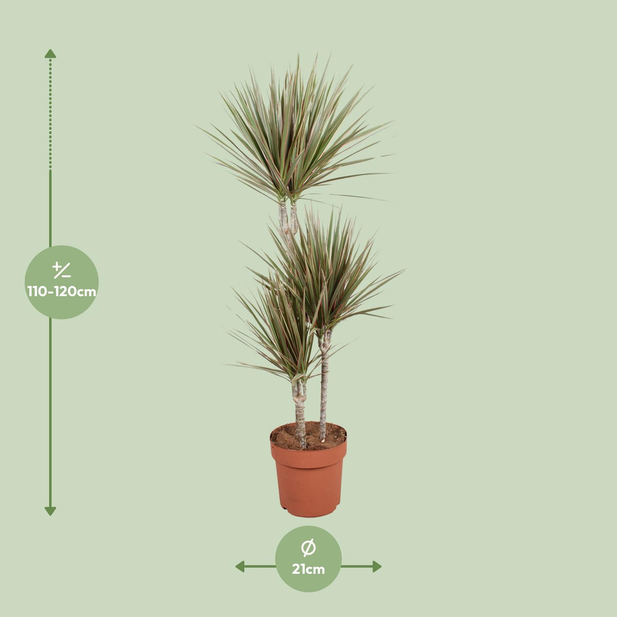 Dracaena Bicolor (Drachenbaum) – Ø 21 cm, 120 cm hoch