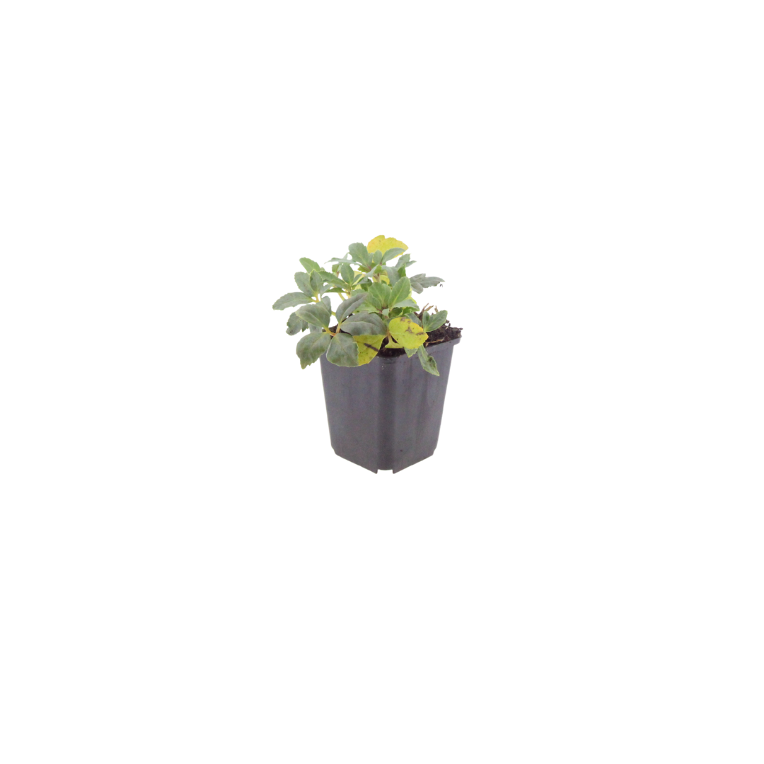 Helleborus niger (Schwarze Weihnachtsrose) – 48 Pflanzen, Ø9 cm, 10–25 cm hoch