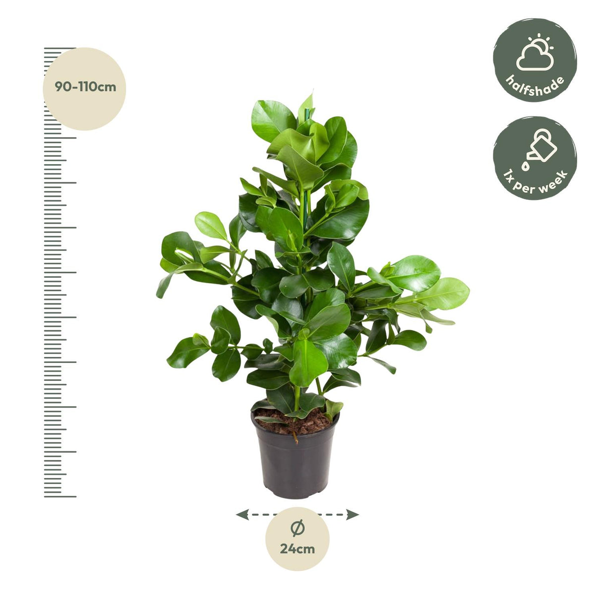 Clusia Rosea – Ø24 cm, 100 cm hoog
