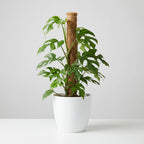 Monstera Minima (mini-monstera) dans pot décoratif blanc – Ø19 cm, 90 cm de haut
