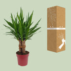 Yucca "Tres Cañas" 30 stam – Ø19 cm, 70 cm hög