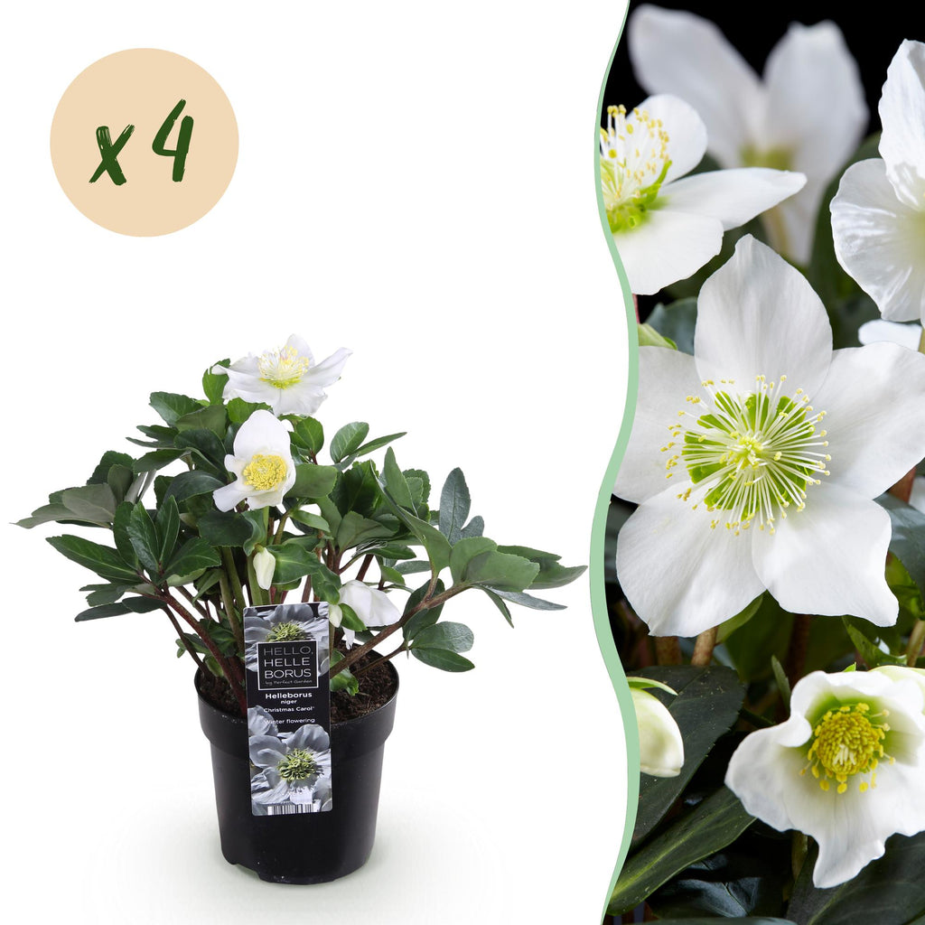 Helleborus 'Christmas Carol' (witte bloem) – 4 planten, Ø11 cm, 25 cm hoog