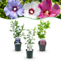Hibiscus syriacus 'Tricolour' (Syrischer Hibiskus) – rosa-weiß-blau – 3 Pflanzen, Ø 17 cm, 45 cm hoch