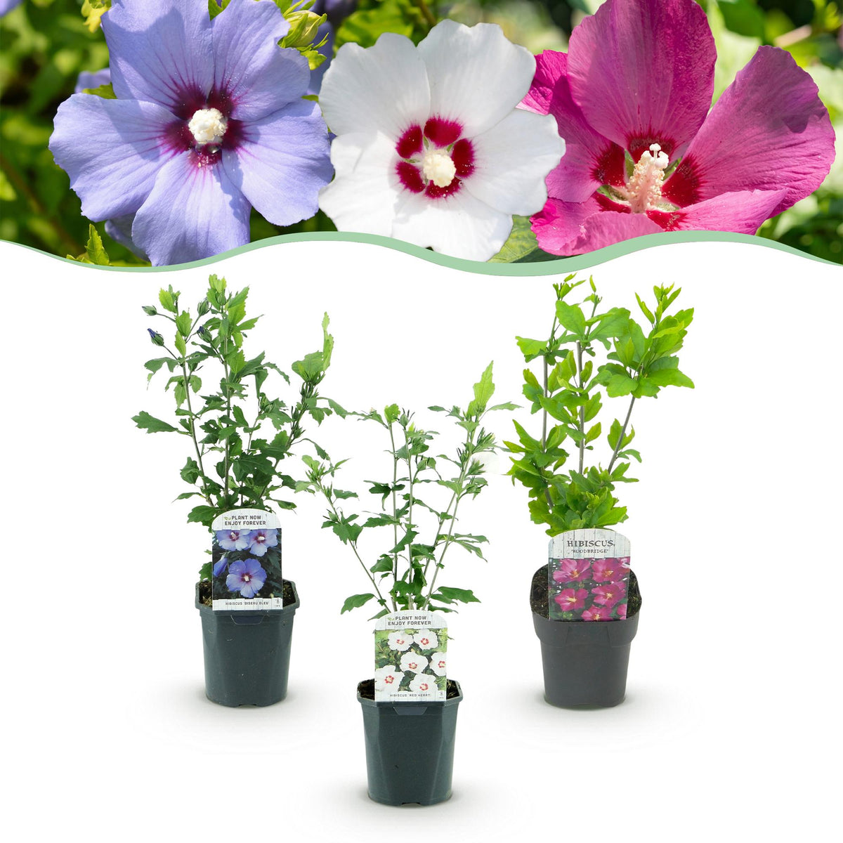 Hibiscus syriacus 'Tricolour' (tuinhibiscus) – roze-wit-blauw – 3 planten, Ø17 cm, 45 cm hoog