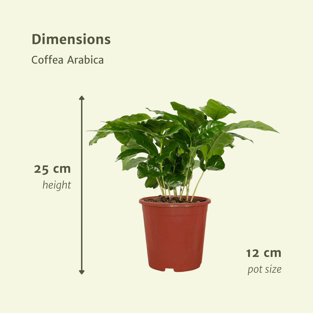 2× Caféier (Coffea) – Ø12 cm, 25 cm de haut