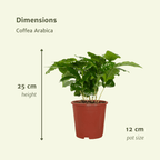 2× Caféier (Coffea) – Ø12 cm, 25 cm de haut
