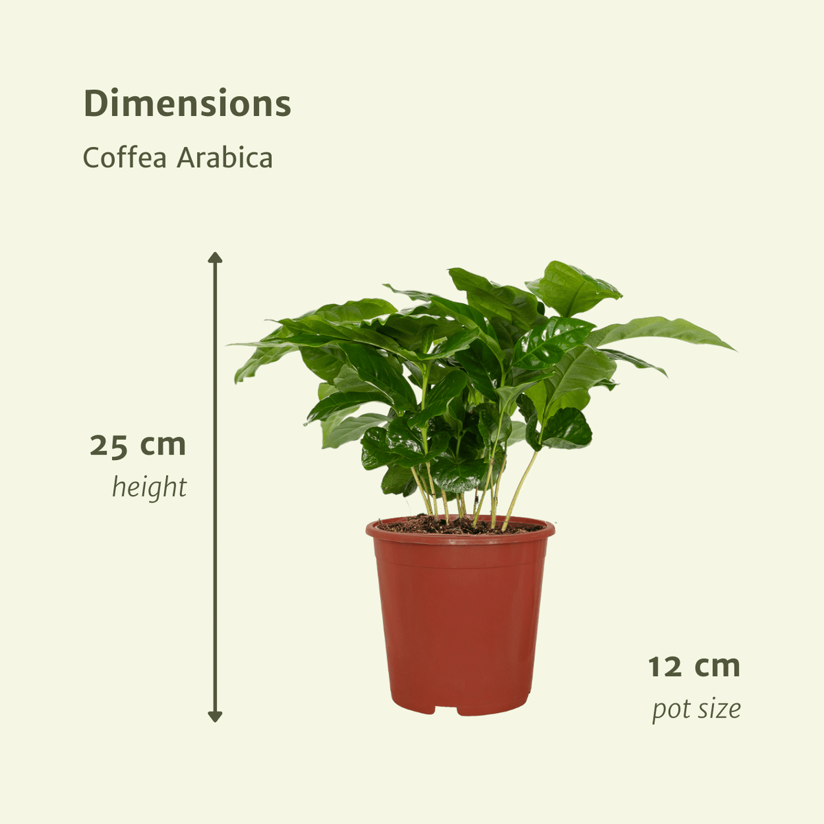 2× Caféier (Coffea) – Ø12 cm, 25 cm de haut