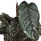 Calathea Ornata – Ø19 cm, 75 cm høj