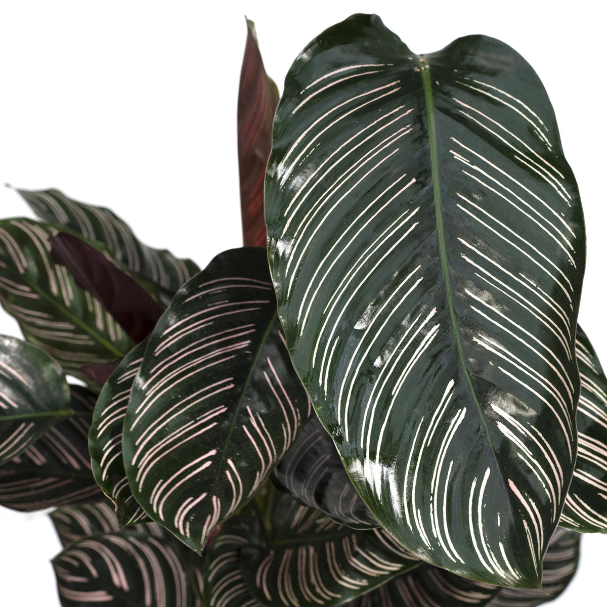 Calathea Ornata – Ø19 cm, 75 cm høj
