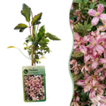 Clematis montana 'Marjorie' (clématite montante) – rose – 2 plants, Ø9 cm, 35 cm de haut