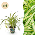 4× Chlorophytum comosum Variegatum (spider plant) – Ø12 cm, 25–30 cm high