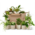 12× Box Seconde Chance de plantes vertes d’intérieur dans 12 pots en terre cuite blancs
