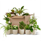 12× Box Seconde Chance de plantes vertes d’intérieur dans 12 pots en terre cuite blancs