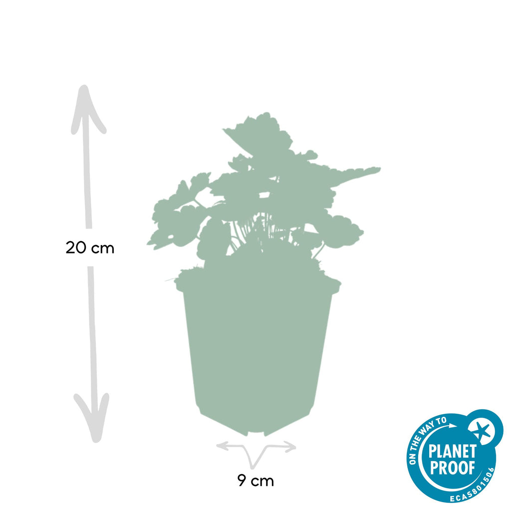 Heuchera mic. 'Palace Purple' (bell heather) – 12 plants, Ø9 cm, 10–25 cm high – photo 3