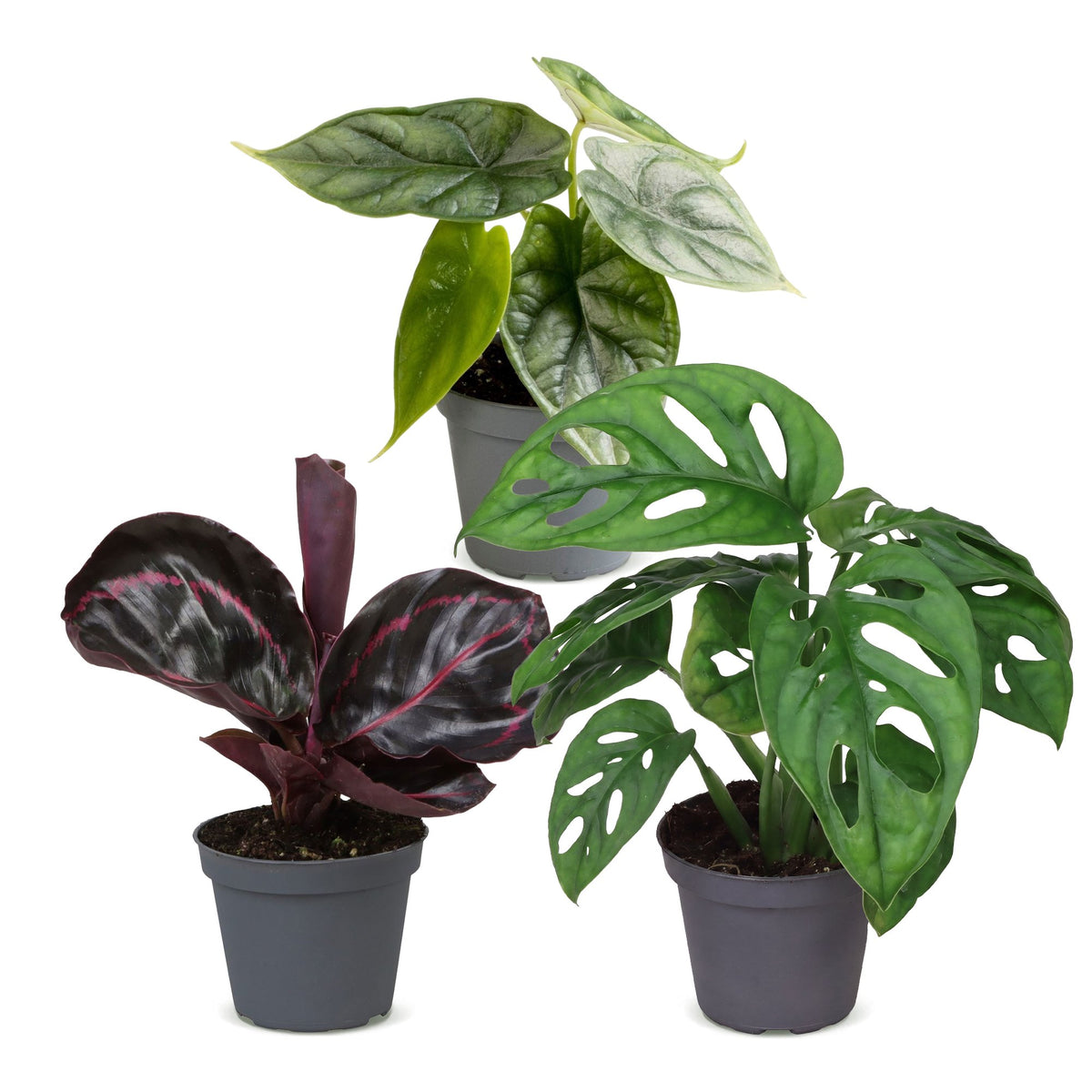 3× Babyplanter Jungle Mix – Ø6 cm, 10–15 cm høje