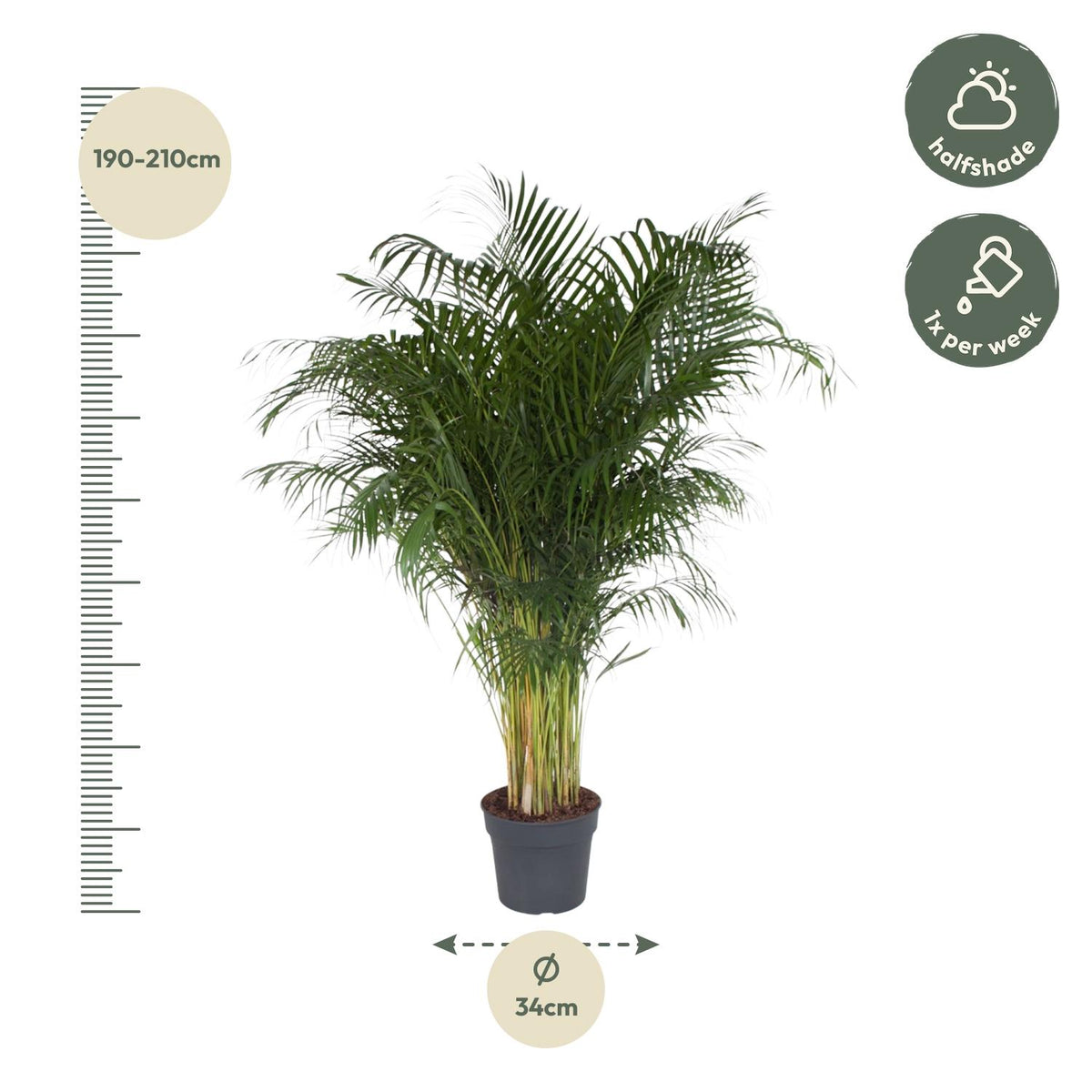 Dypsis lutescens (goudpalm) – Ø34 cm, 200 cm hoog