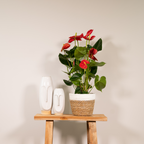 Anthurium Red (flamingoplant) – Ø17 cm, 55 cm hoog