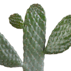 Opuntia consulea (cactus coussin) sans pot décoratif – Ø17 cm, 17 cm de haut