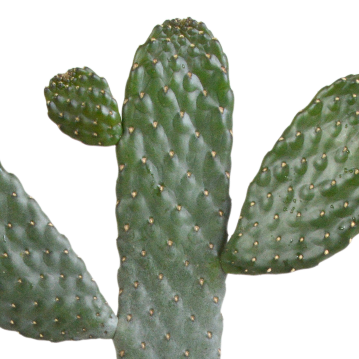 Opuntia consulea (cactus coussin) sans pot décoratif – Ø17 cm, 17 cm de haut – photo 3