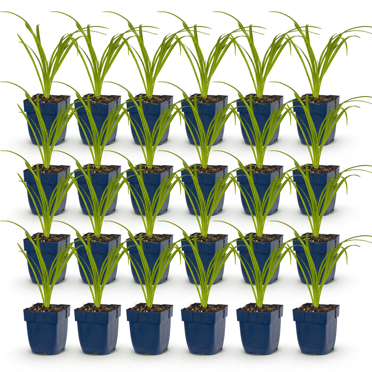 Hemerocallis 'Arctic Snow' (Taglilie) – Creme – 24 Pflanzen, Ø 11 cm, 15–25 cm hoch