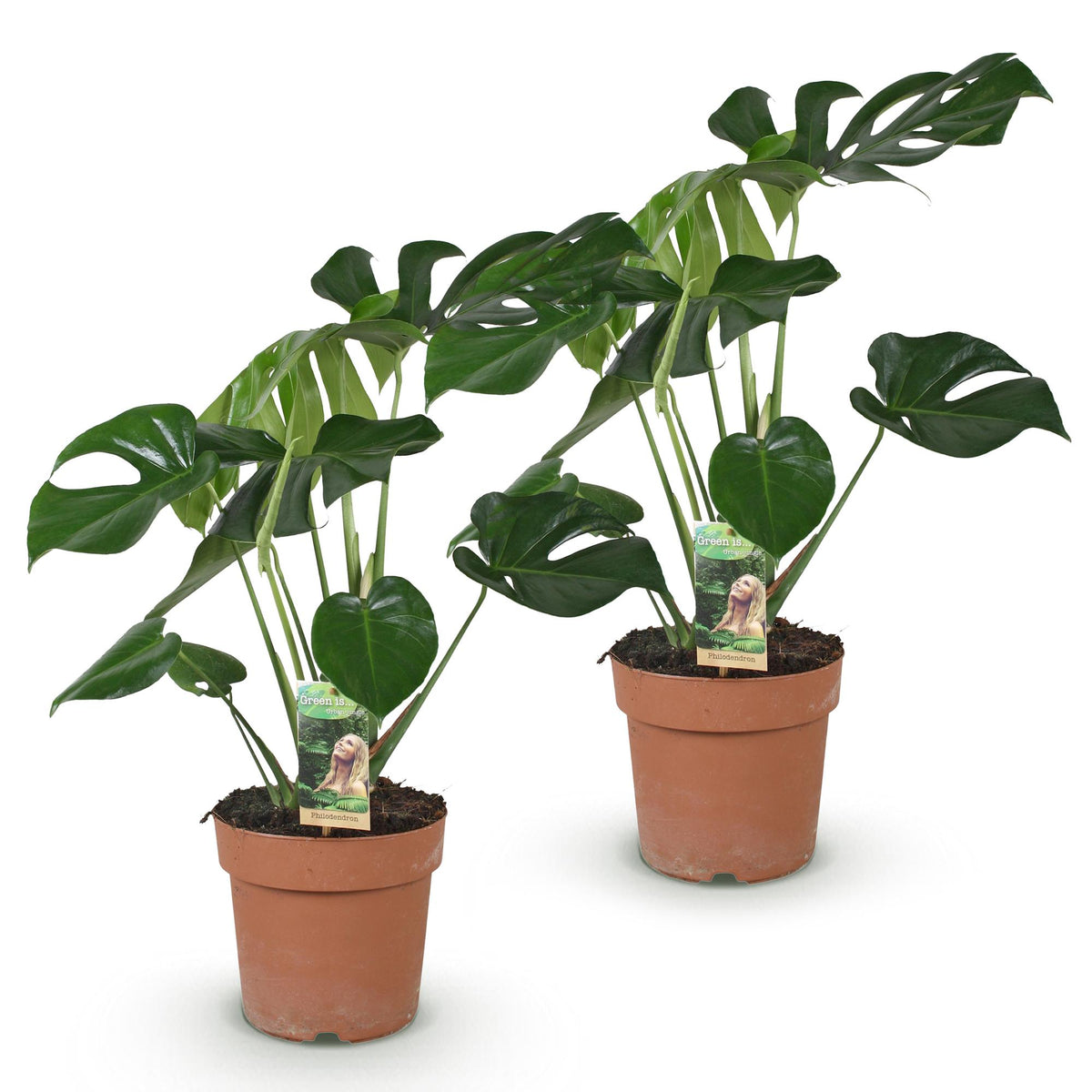 2× Monstera deliciosa (plante percée) – Ø17 cm, 50–55 cm de haut
