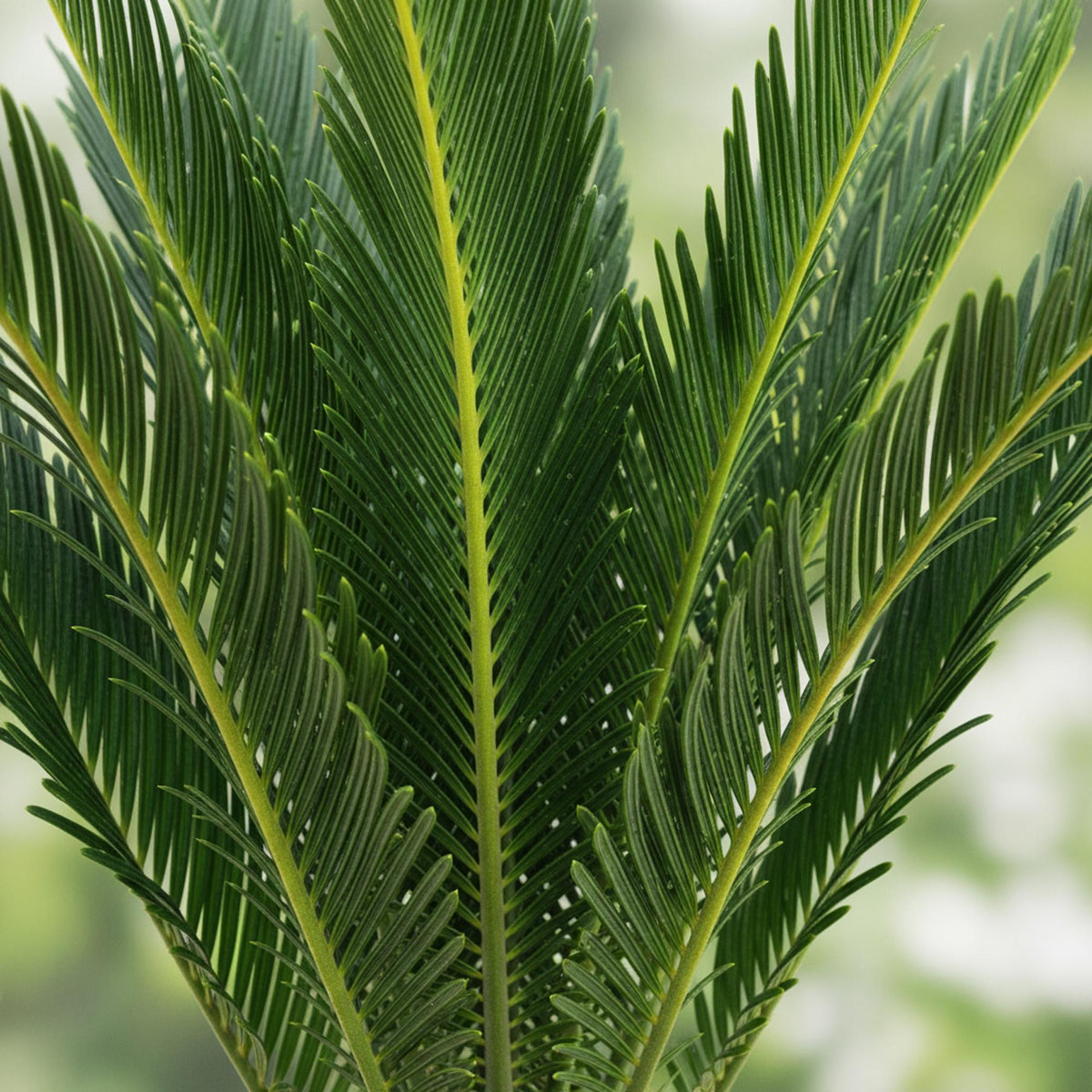 Cycas revoluta (palmebregne) – Ø15 cm, 45–55 cm høj – billede 5