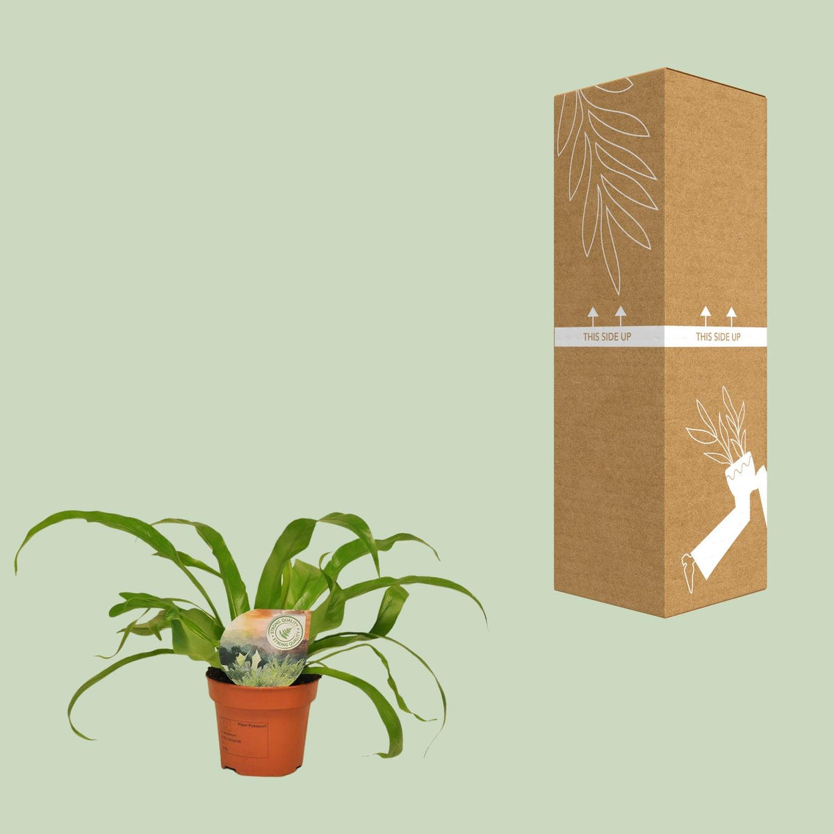 Asplenium Antiquum (fugleredbreg) – Ø12 cm, 30 cm høj